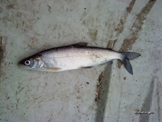 Renke 20.03.2010