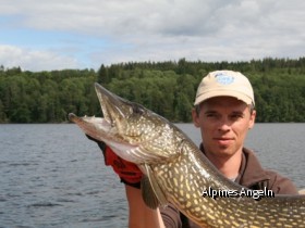 Castaic Swimbait Schweden Hecht