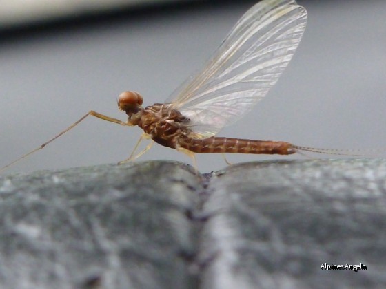 Eintagsfliege