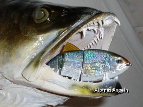Spro-Zander