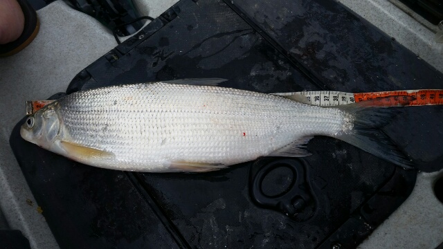 47 cm Walchensee