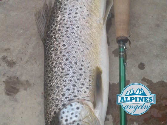 Brown Trout North Plane River