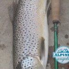 Brown Trout North Plane River