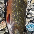 Brook-Trout