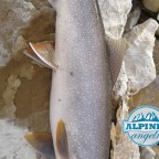 Laketrout