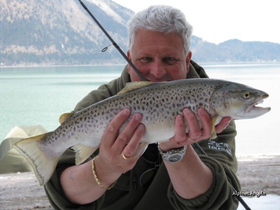 Seeforelle Walchensee