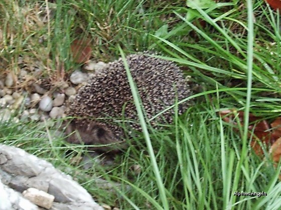 Igel 01