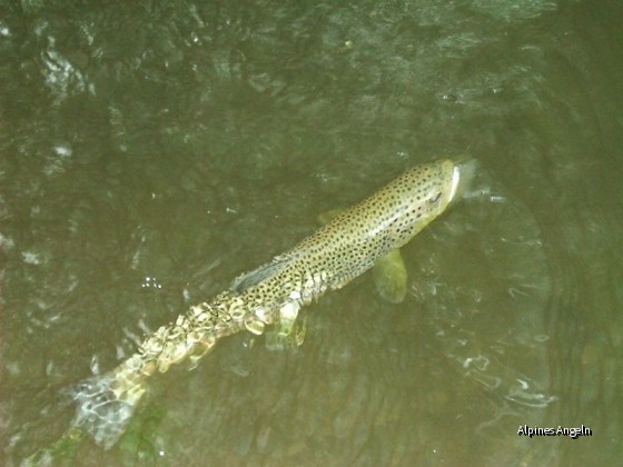 Fische fangen und verwerten - 01