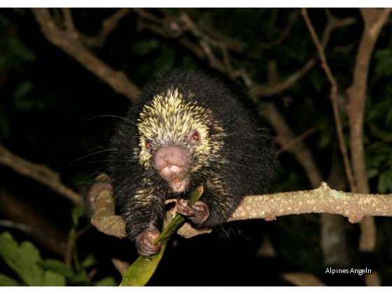 Costa Rica 26