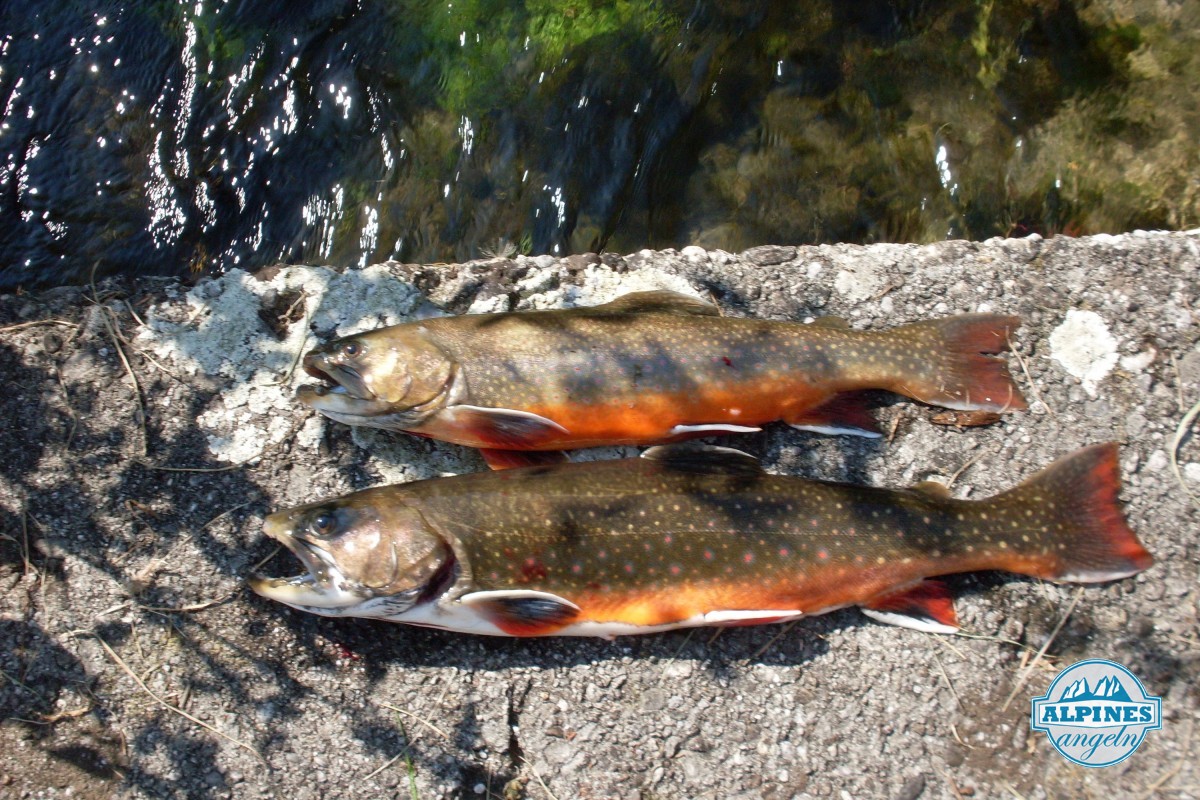 Very Bavarian Brook Trout :-)