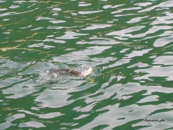Friedfisch?