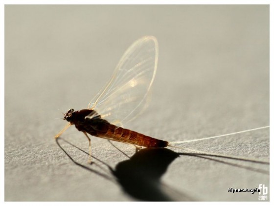 Fliegenbuechse_teil_01_pic_04