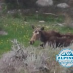 Boulder Creek Wyoming