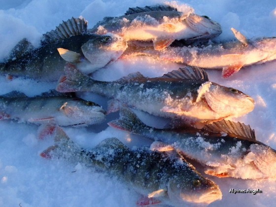 Eisfischen in Västerbotten