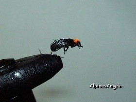 Die Fliege - Käfer