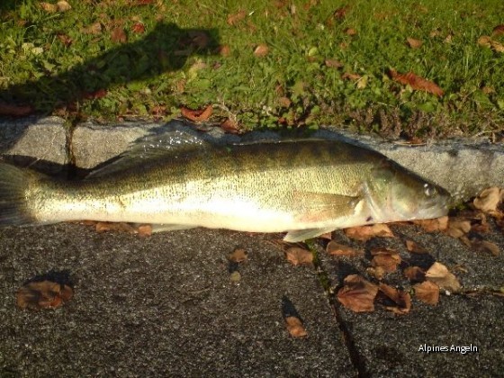 60ger zander auf zalt