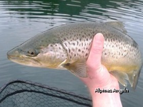 Tegernseeforelle mit gelbem Bauch