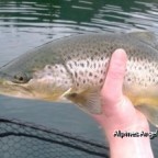 Tegernseeforelle mit gelbem Bauch