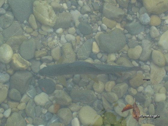 Äsche; Isar bei Bad Tölz