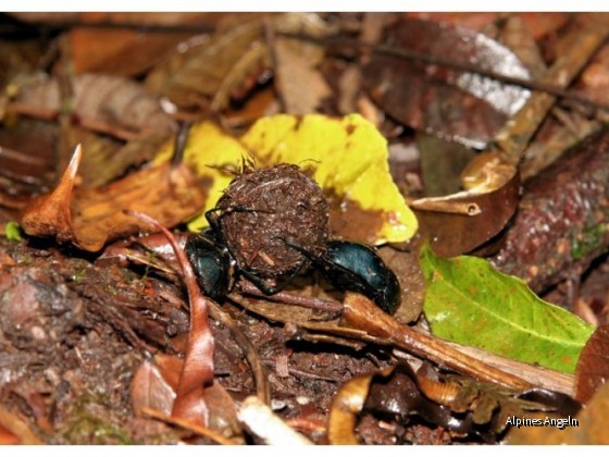 Costa Rica 23