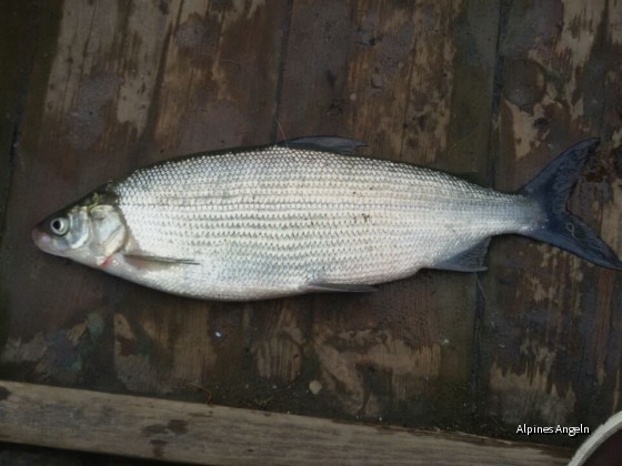 Kugelrenke aus dem Tegernsee