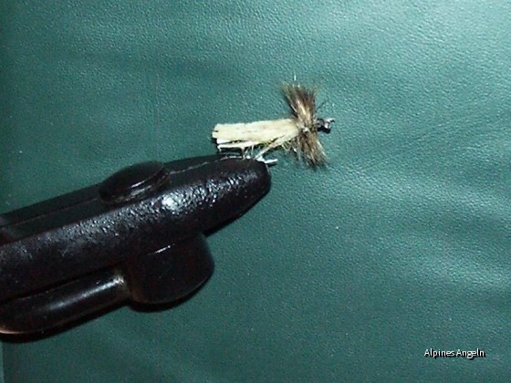 Die Fliege - Sedge