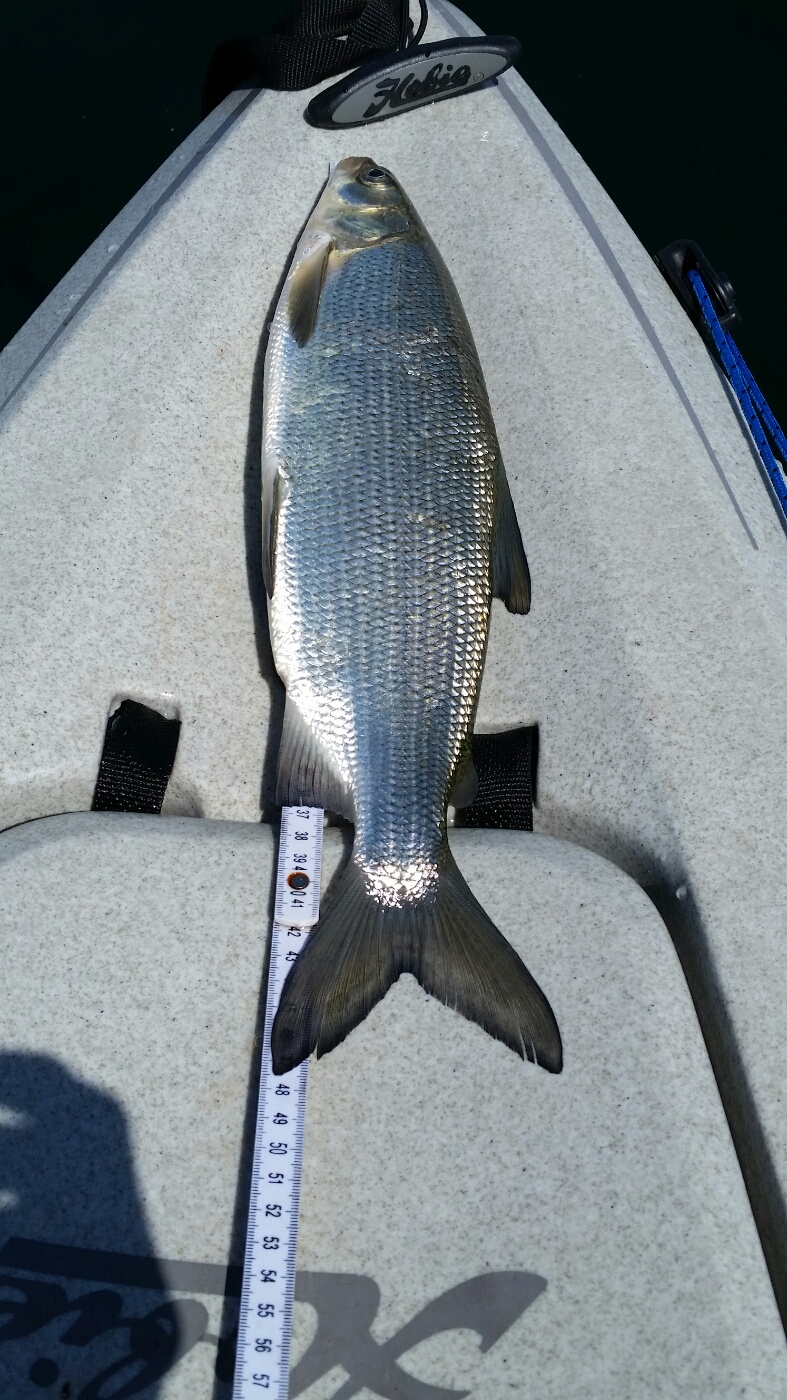 48cm Bodensee 19.4.