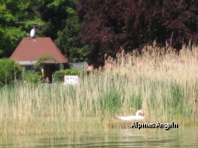 Schwan beim Brüten