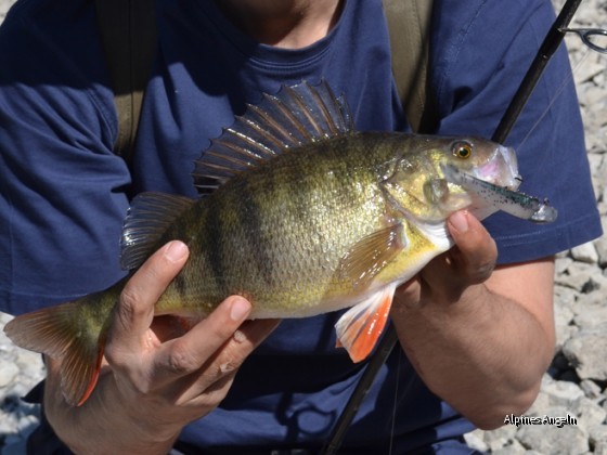 Schöner Barsch aus dem Plansee