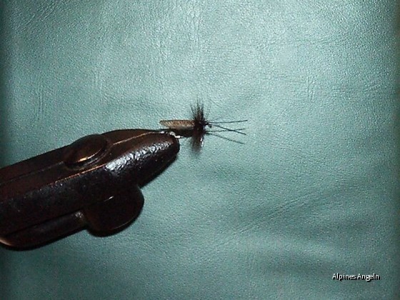 Die Fliege - Köcherfliegenlarve - 03