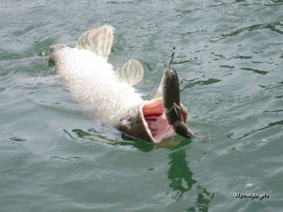 Erfolgreich mit SPRO BBZ-1 Swimbait