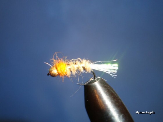 Goldkopf Nymph