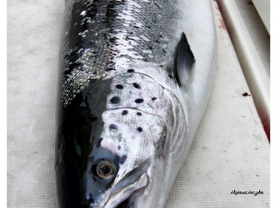 Rügen 2011_der erste Lachs