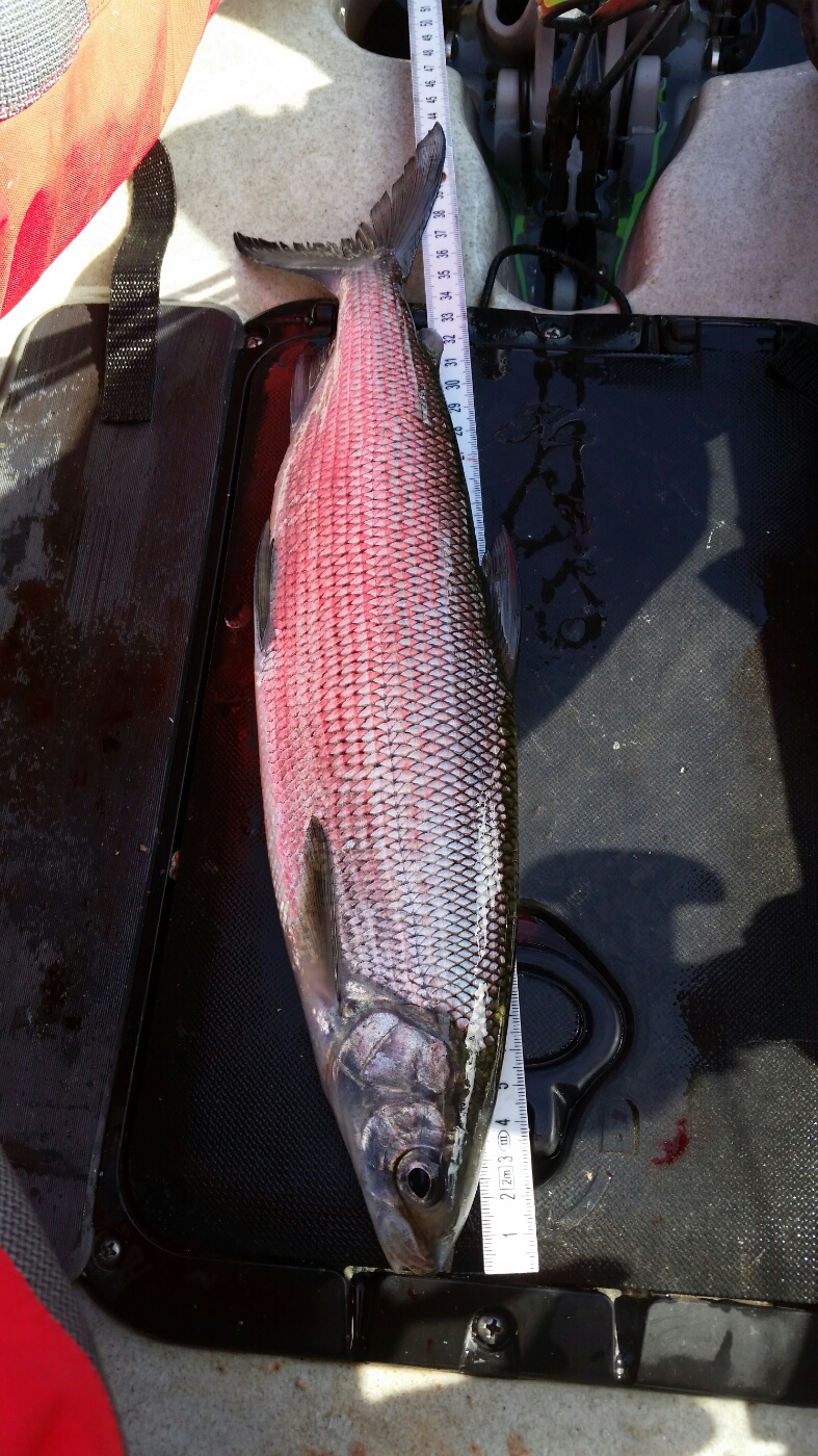 43cm Bodensee 19.4.