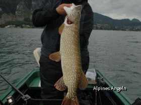 Hecht 95cm