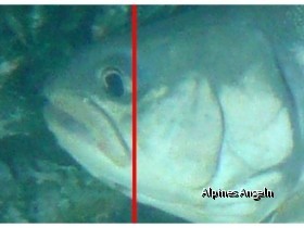 Saiblingsvergleich 02