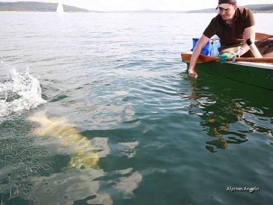 Big Lady Release