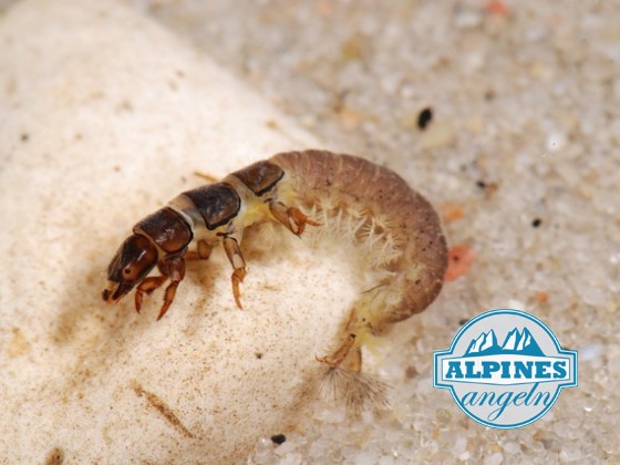 Hydropsyche Natur