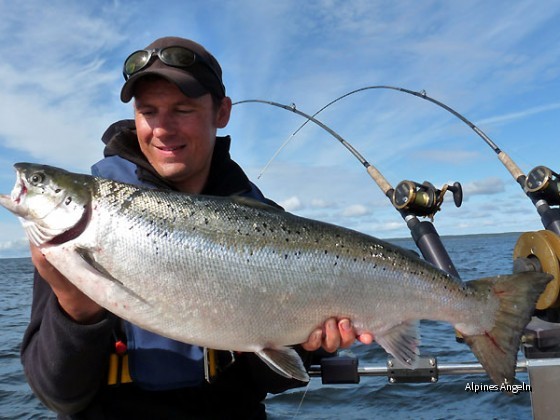 Vänern Lachs