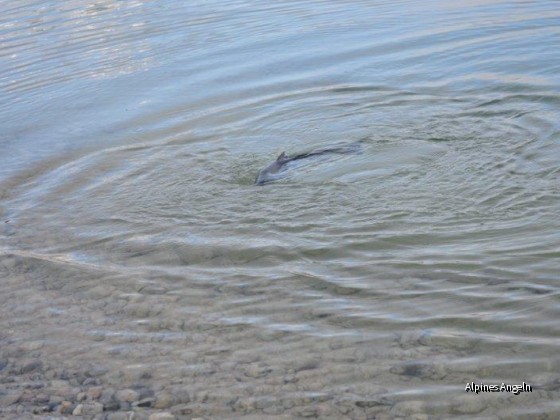 Im Wasser