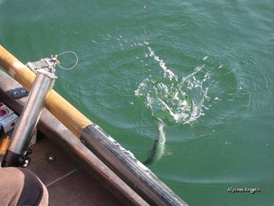 Renkenfischen am Schliersee