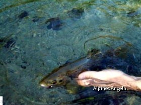 Fische fangen und verwerten - 05