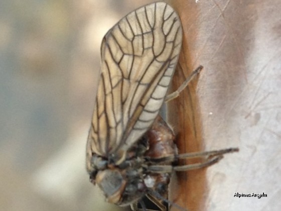 Schlammfliegen beim....