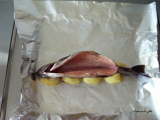 Honigfisch-05