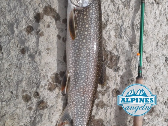 Laketrout