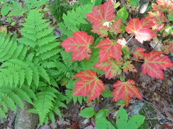 Marple leef in red