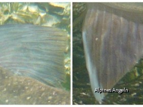 Saiblingsvergleich 03