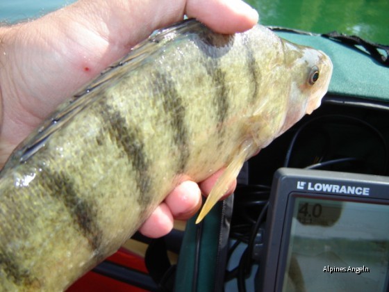 Barsch gefangen beim Spinnfischen an der Kante