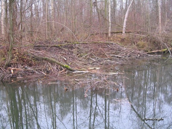 Die Höhle des Löwen!
