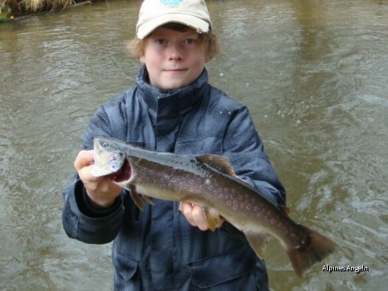 Bachforelle 43cm